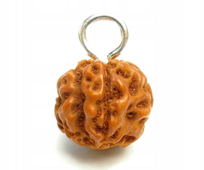 Rudraksha, rudraksza ,Oko Shivy Wisiorek Zawieszka