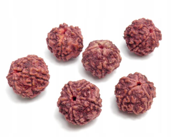 Rudraksha Rudraksza nasiono, Święte Oko Shivy 1szt - obrazek 2