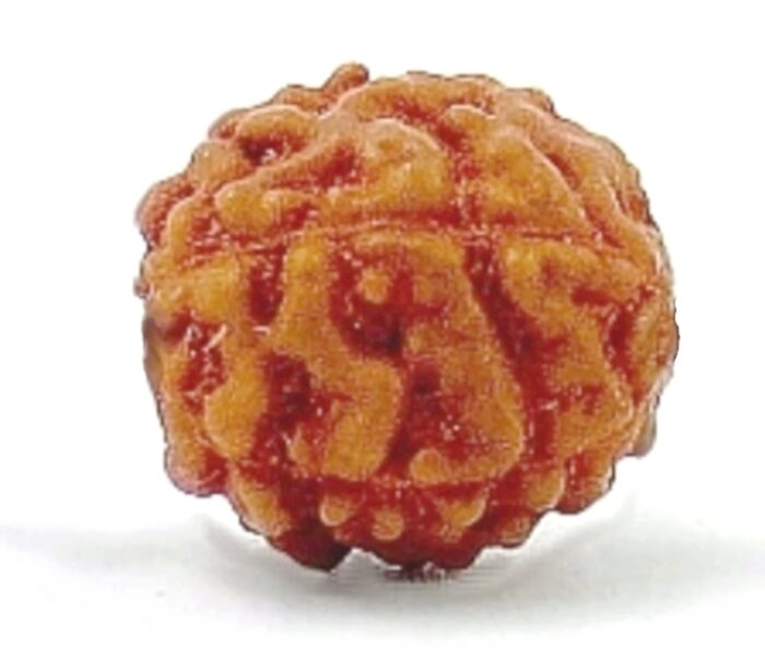 Rudraksha Rudraksza nasiono, Święte Oko Shivy 1szt